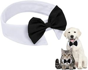 La Mejor Seleccion De Gato Mono Favoritos De Las Personas